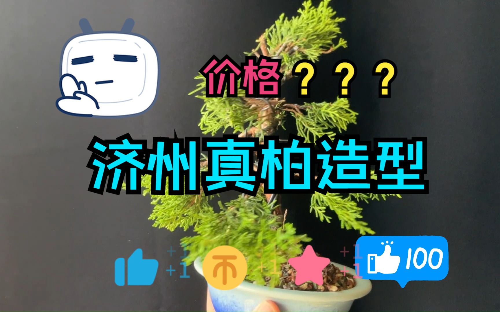 济州真柏!盆景造型!盆栽素材diy!哔哩哔哩bilibili