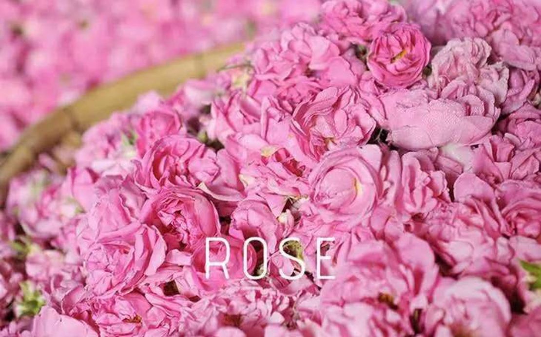 格拉斯五月玫瑰图片图片