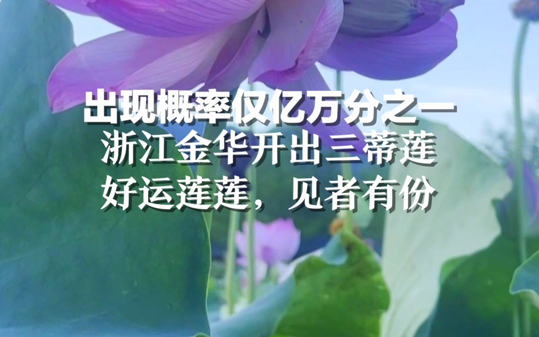 [图]出现概率仅亿万分之一，浙江金华开出三蒂莲，好运莲莲，见者有份！