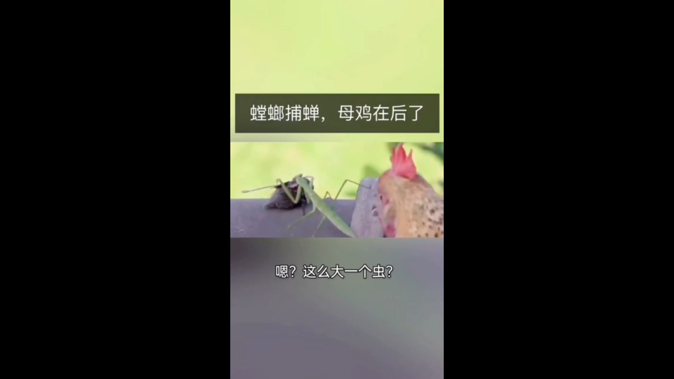 捕蝉瞠目图片