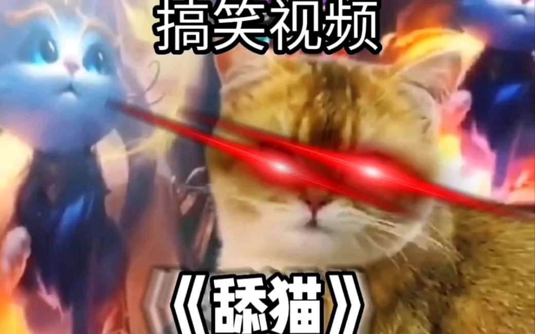 《 舔 猫 》哔哩哔哩bilibili