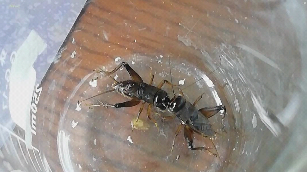 谢廖沙黑金刚蟋蟀内斗