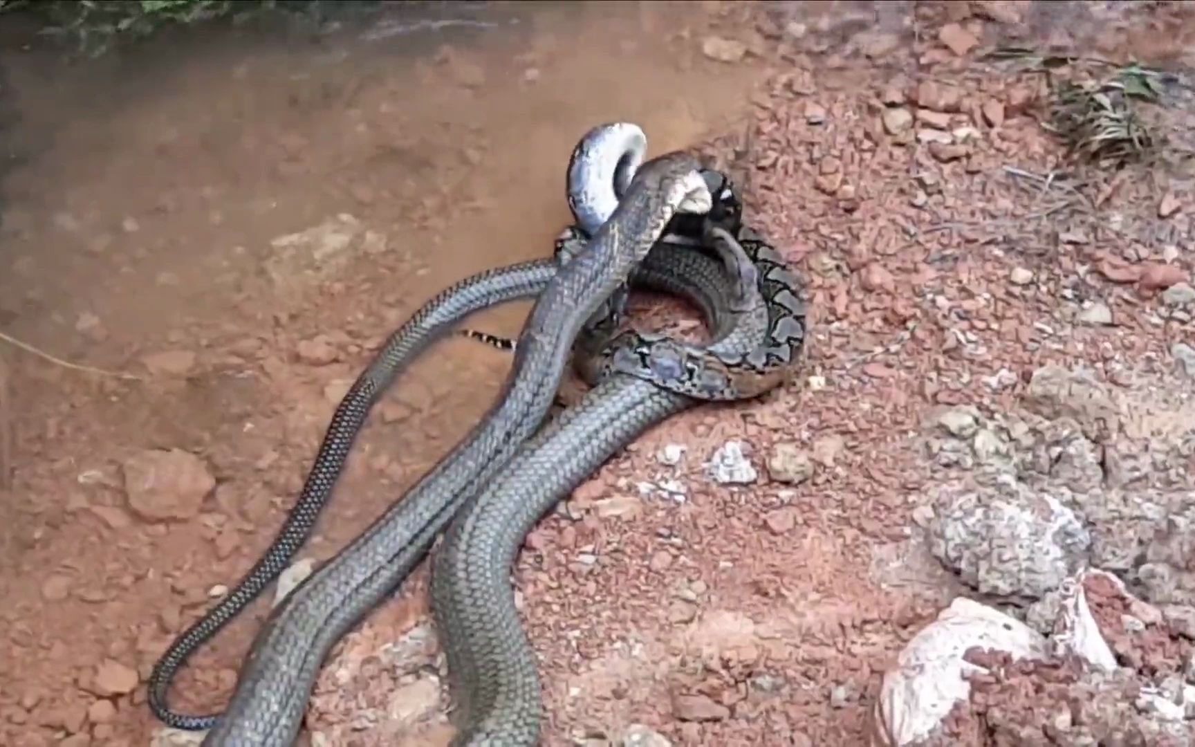 蛇打架,大蛇为什么 打不过小蛇?