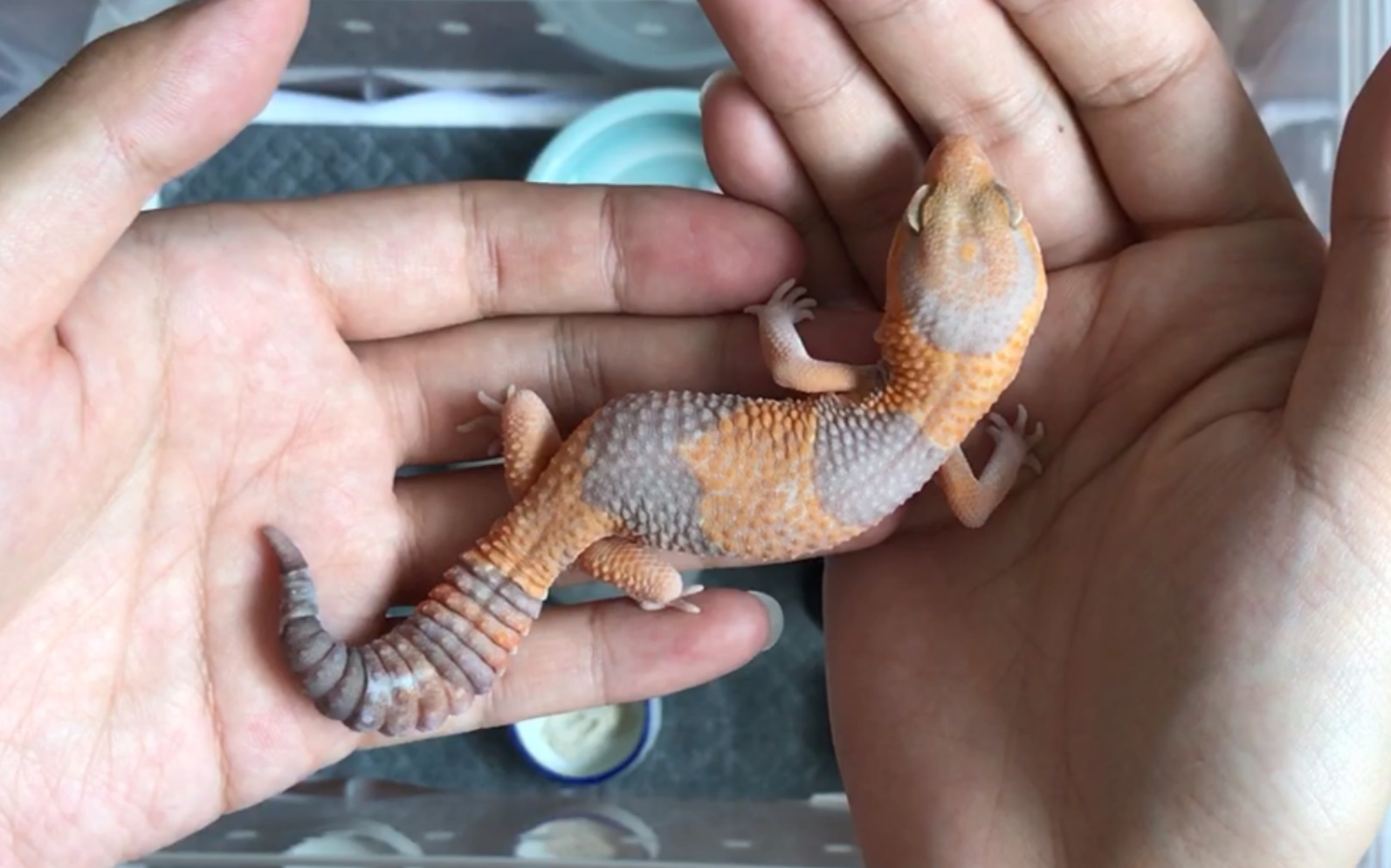 【肥尾守宫开箱】玫瑰血线橘白