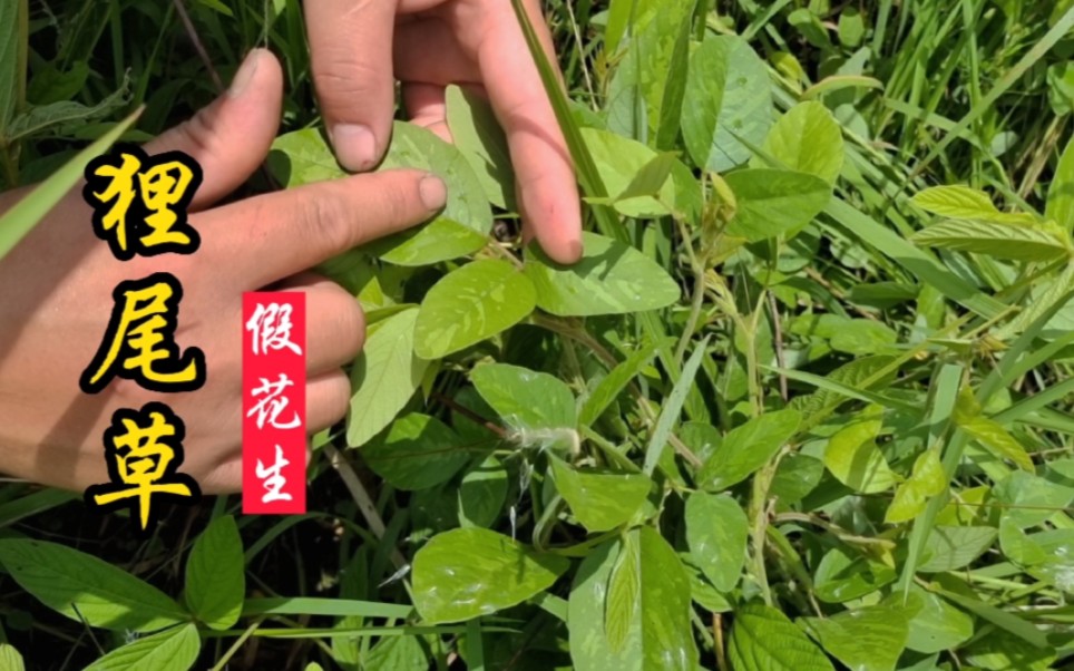 狸尾草又叫假花生,被誉为“护肝将军”,做茶饮正适季节!哔哩哔哩bilibili