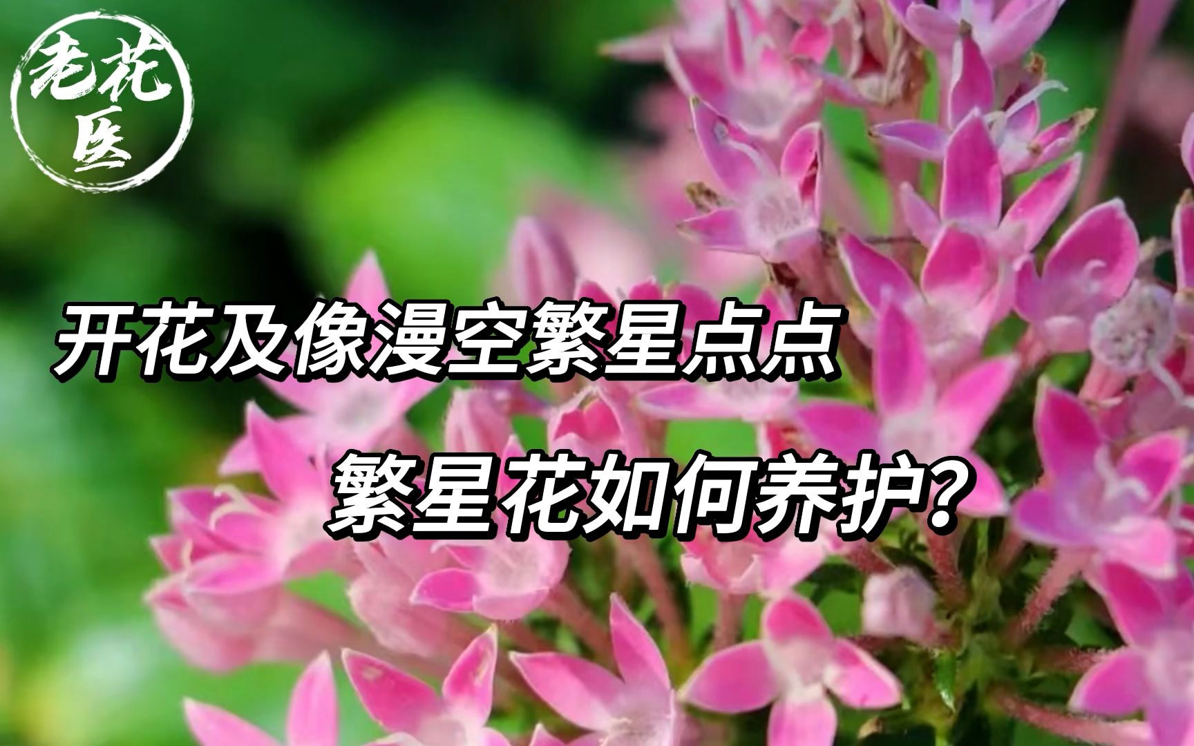 开花及像漫空繁星点点,繁星花如何养护?哔哩哔哩bilibili