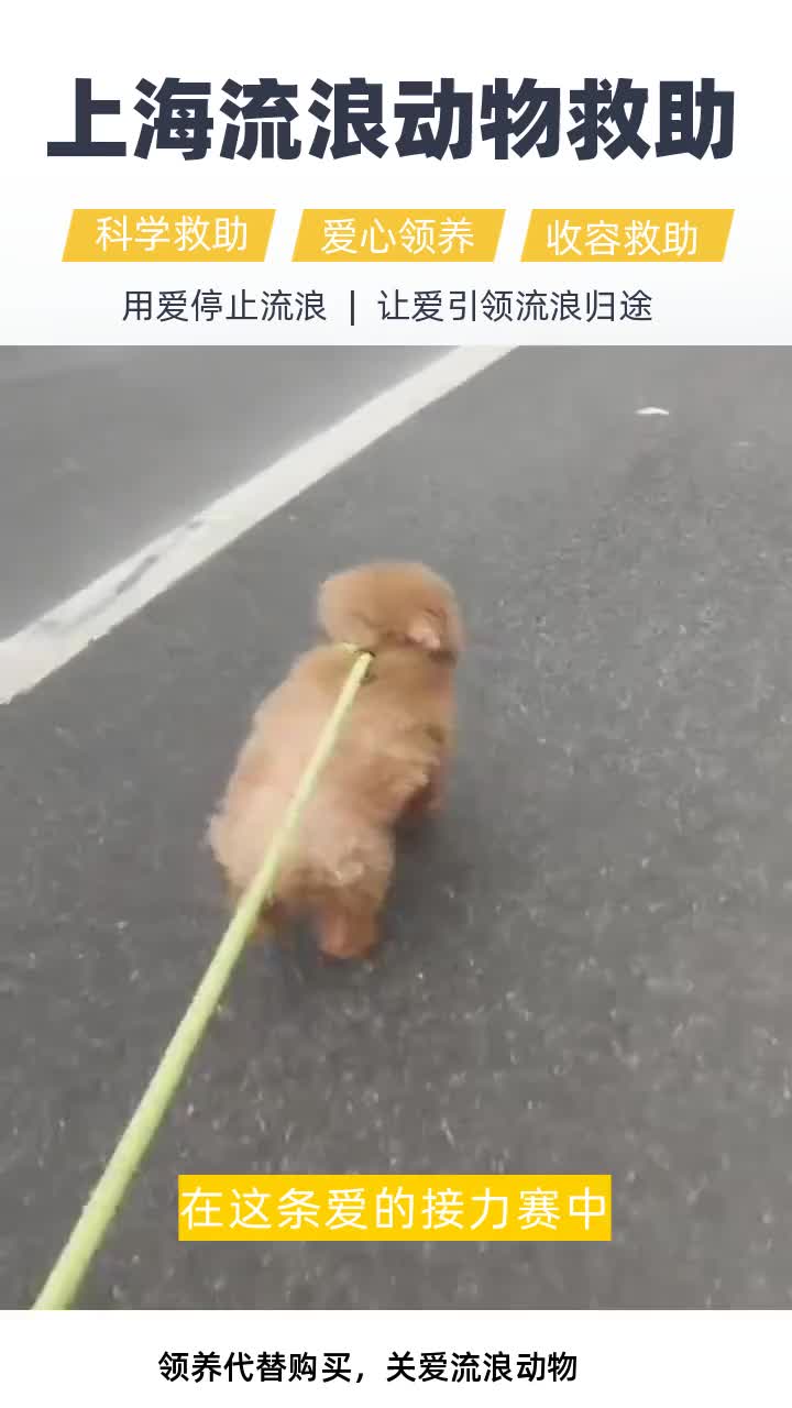 上海松江区流浪奶猫救助站 #上海宝山区流浪猫帮助中心 #上海长宁区宠物猪救护站 #上海崇明区宠物猪收容站 #上海浦东新区流浪狗收容中心 #上海杨浦区流...