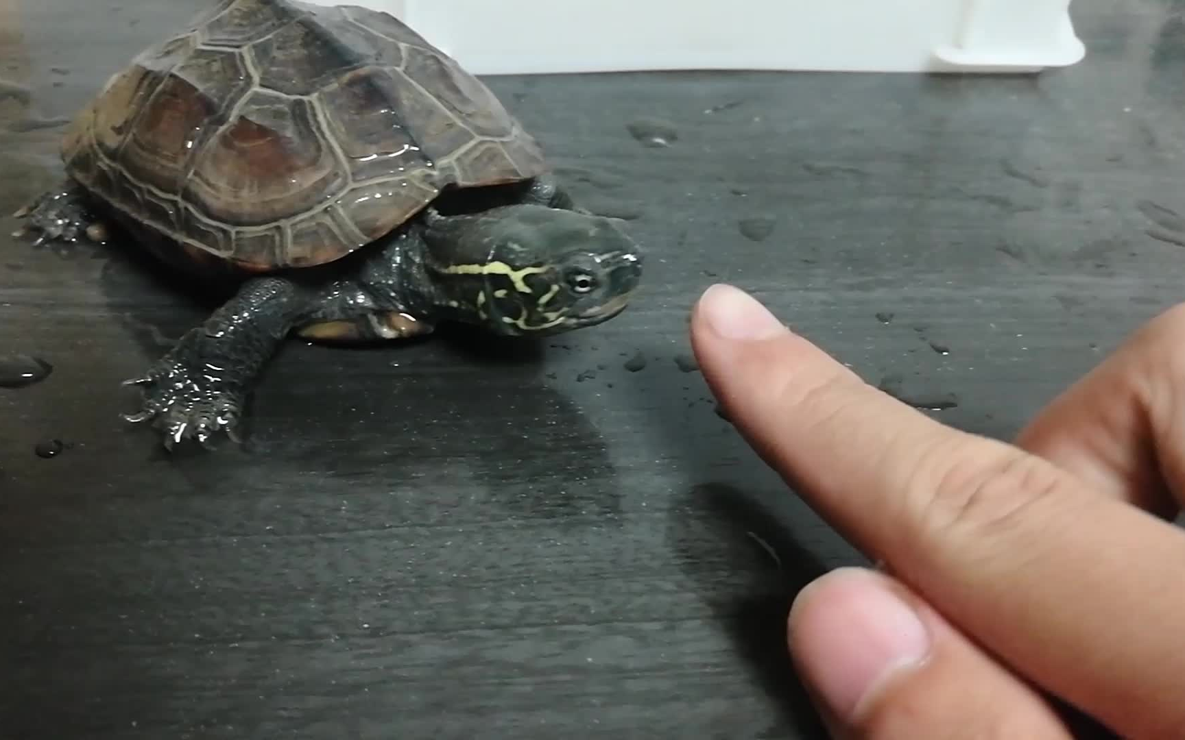 一只被饿坏的草龟