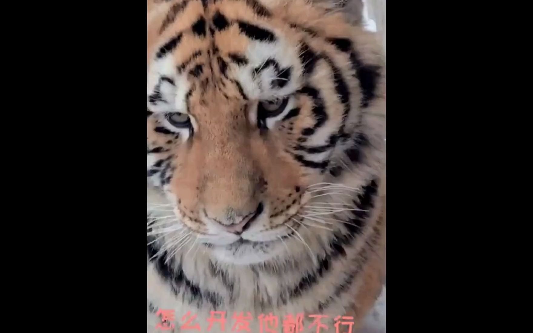 活动作品citypop委屈小猫