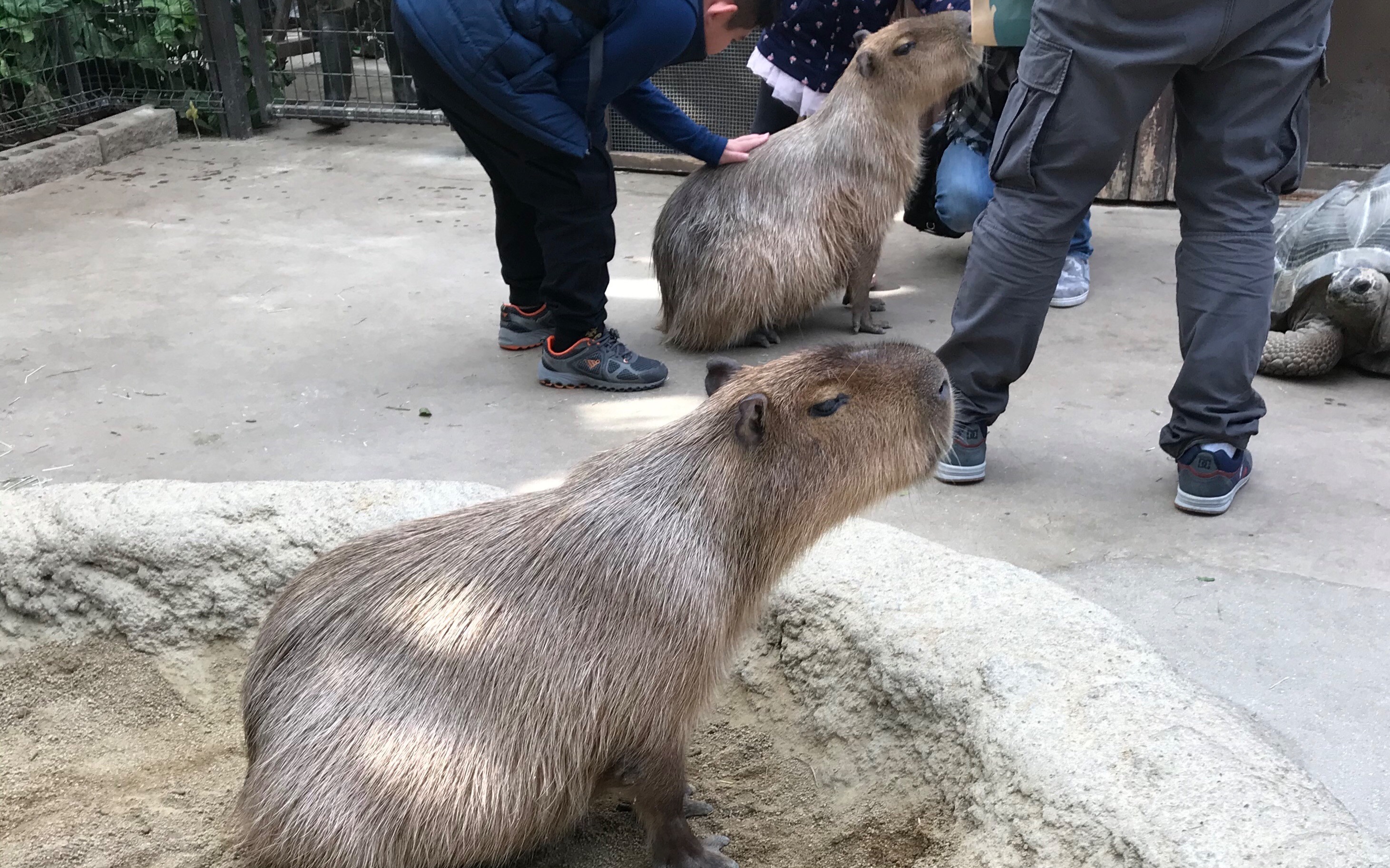 【20191112神户动物王国】水豚