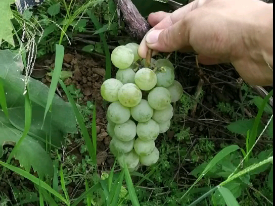 雨水红葡萄,懒人葡萄,超强抗病,果粒均匀,自封顶无需控旺,甜,好吃