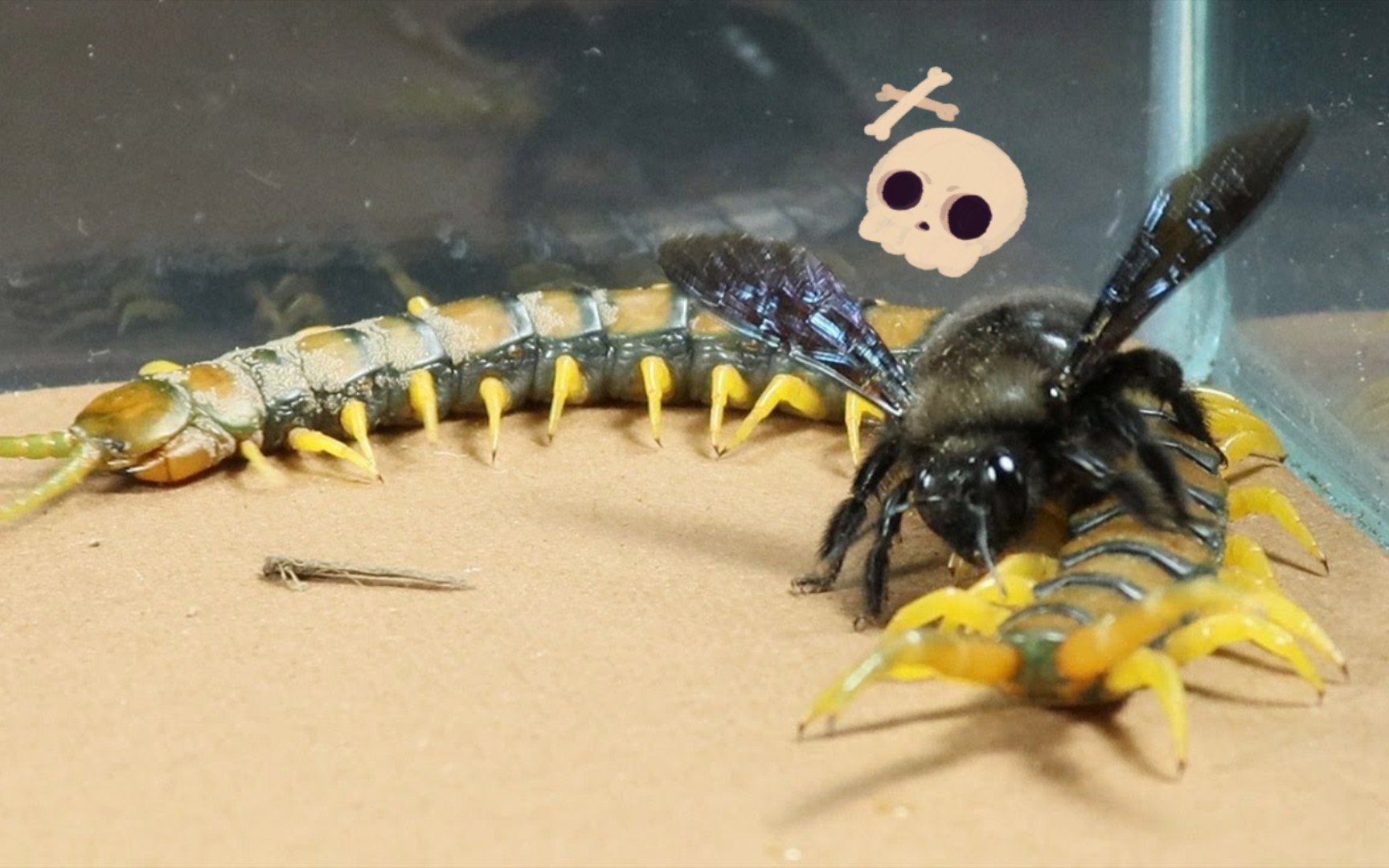 活动  虫虫之间的战争-蜈蚣vs木匠蜂【4k】【昆虫7215】