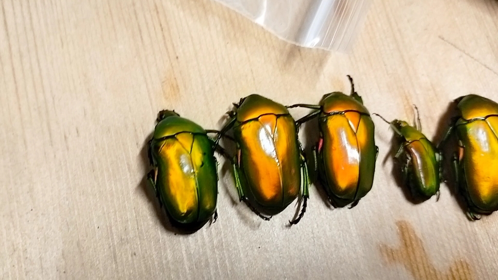 宝石一样的花金龟