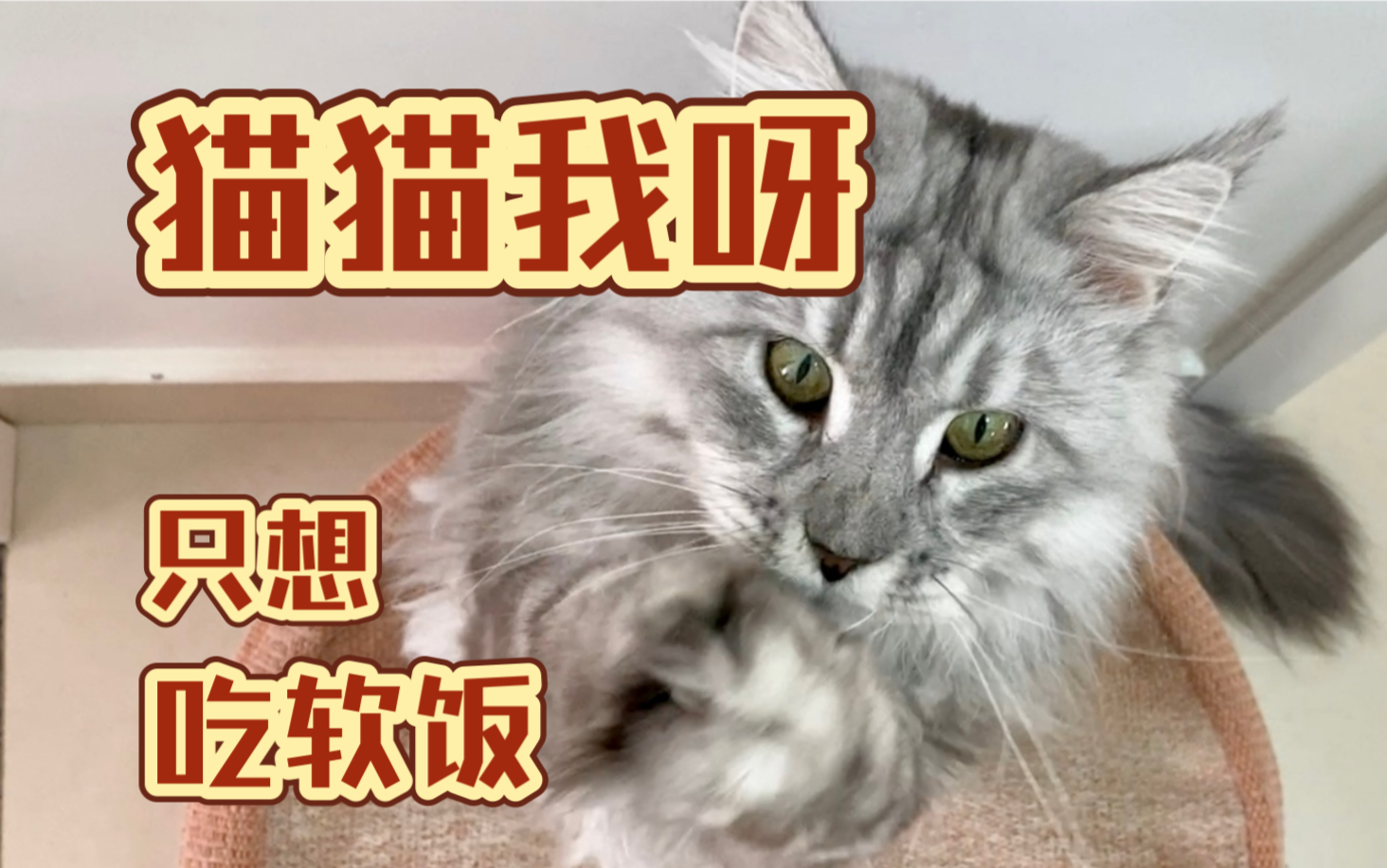 猫猫我呀,只想吃软饭