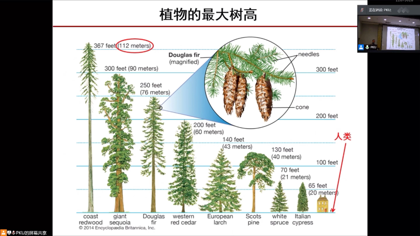 植物相对性状图片