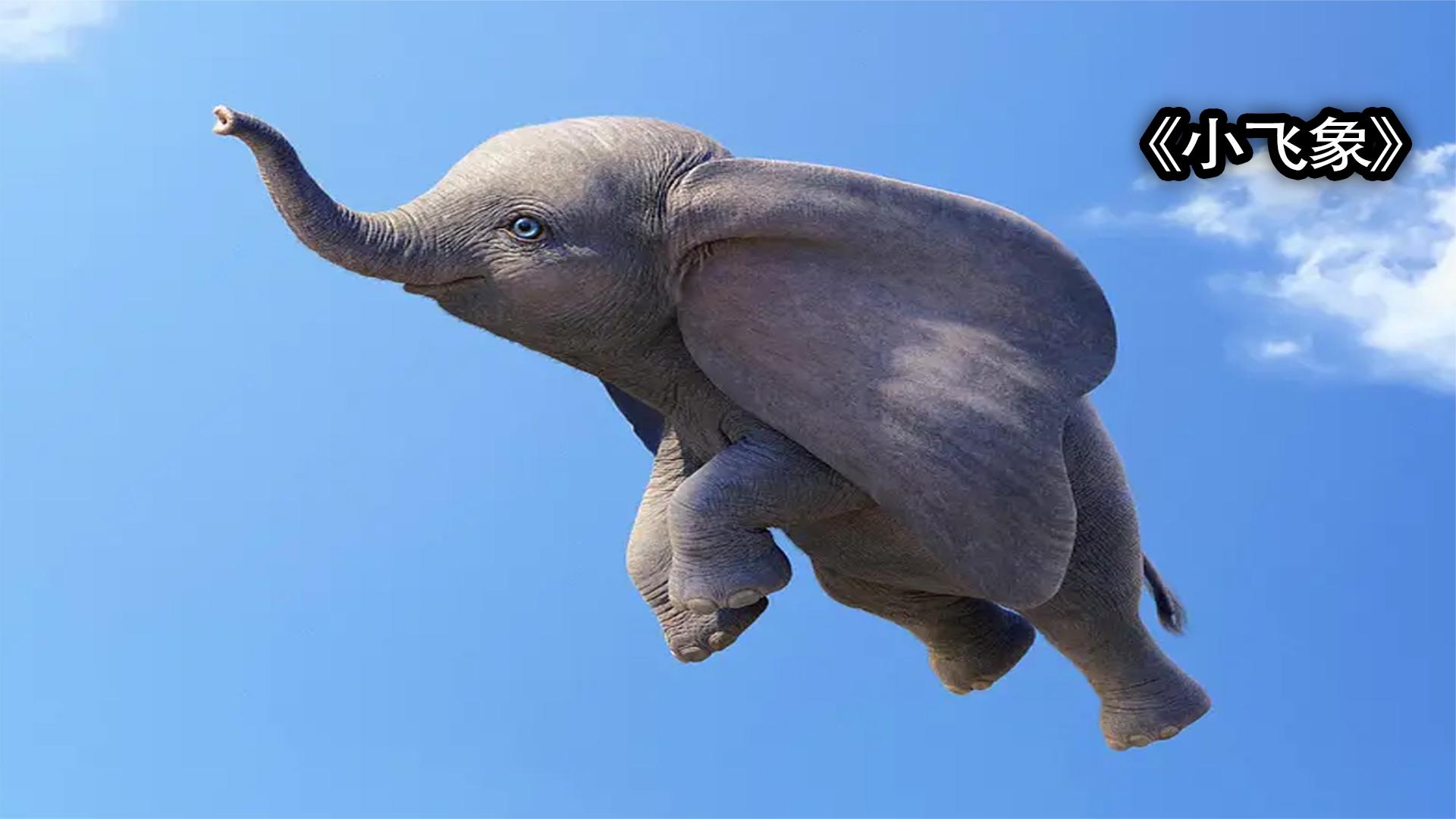 会飞的小象跟妈妈团聚的坎坷经历