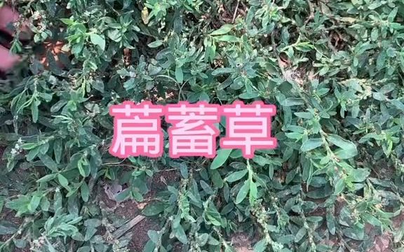 本草植物【萹蓄草】哔哩哔哩bilibili