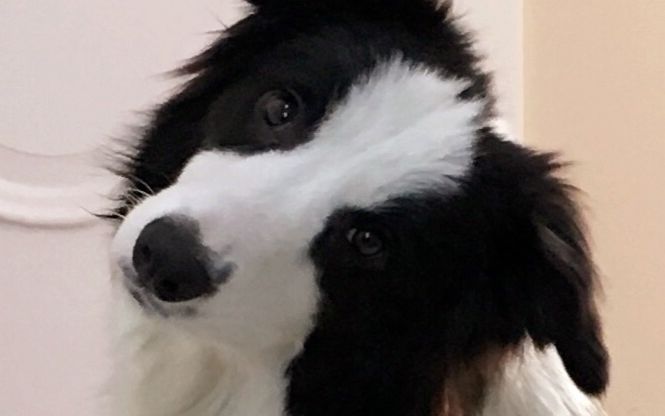 【边牧】可能养了假边牧系列之啃玩具和咬尾巴的日常_哔哩哔哩 (゜-゜