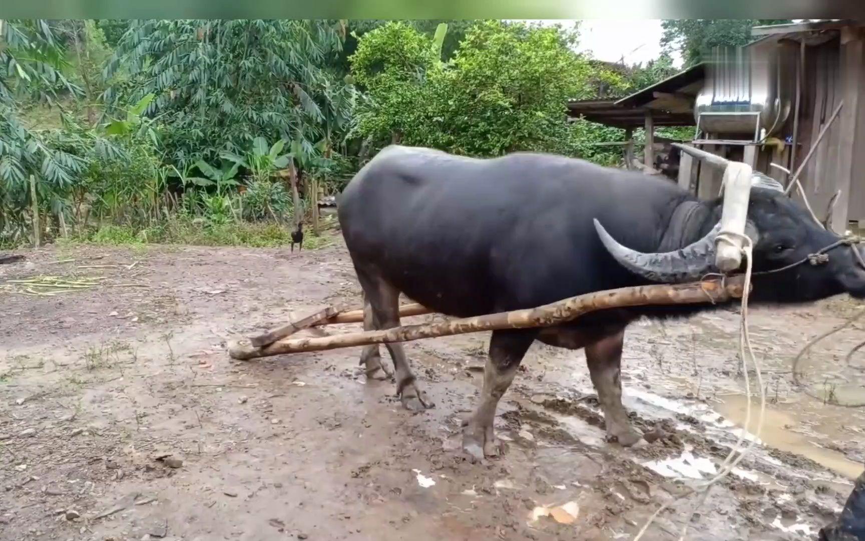 这水牛也太有灵气了,自己就把牛轭套在脖子上了