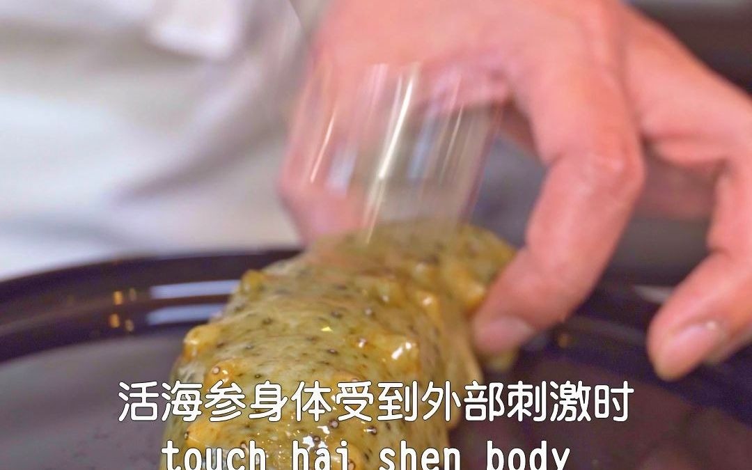 【活海参】你们知道海参是一个多么贴心的食材吗??哔哩哔哩bilibili