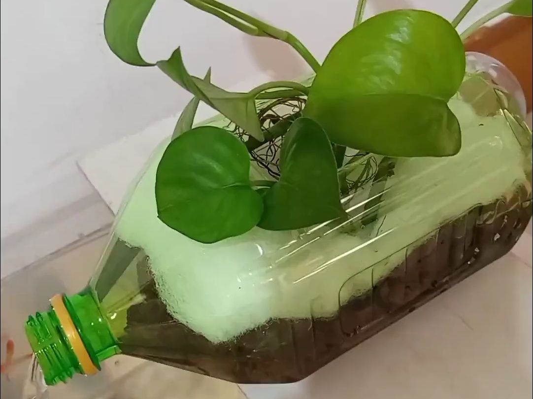 大家要的自制过滤教程,需要一个底吸泵 ,少量滤材,过滤棉,一个饮料瓶