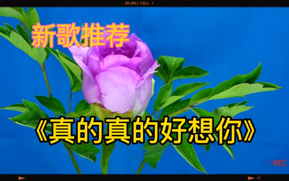 新歌推荐:分享一首dj版网络热歌《真的真的好想你》好听至极!