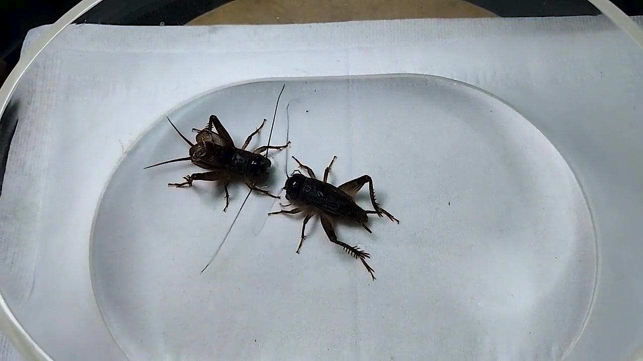 精彩斗蛐蛐,打架厉害凶猛的白虫,超级好看,斗性很足的翅子