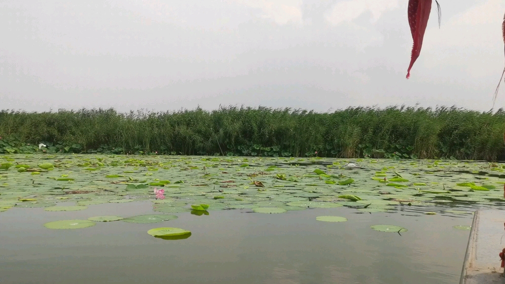 [图]夏天快到了，还想再去一趟白洋淀，租一艘小船，实现莲子自由