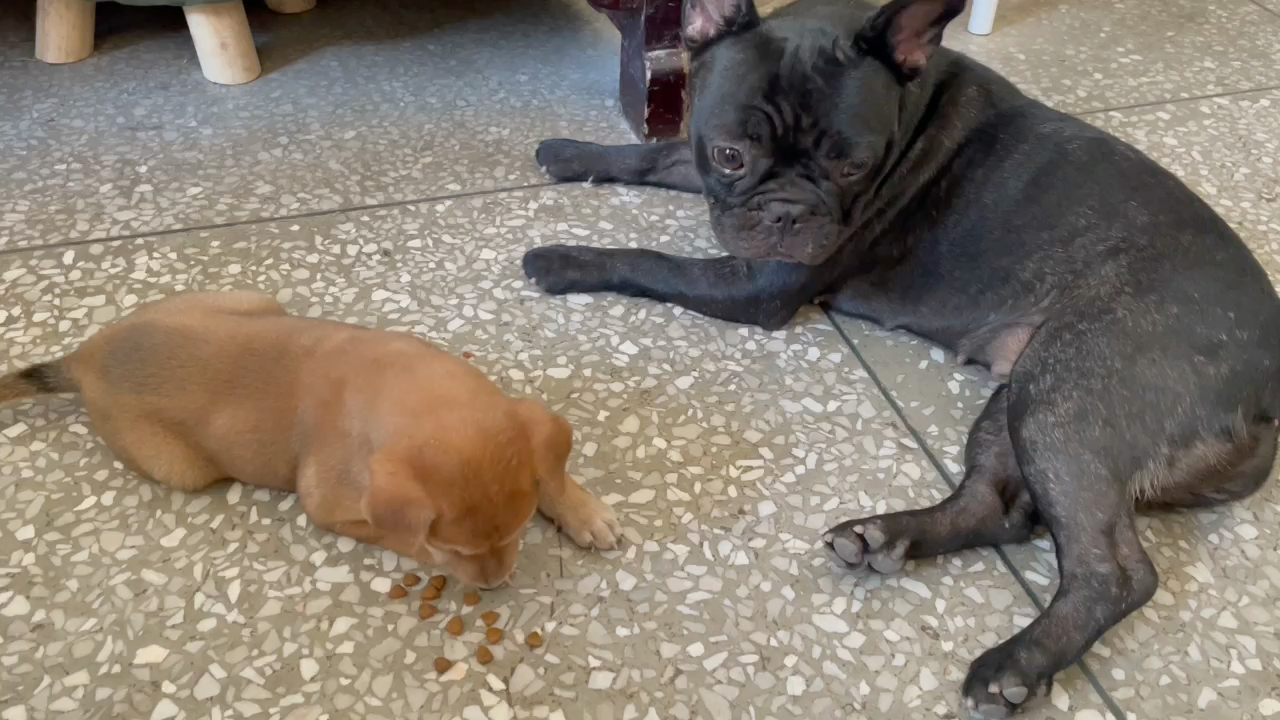 法斗跟小中华田园犬狗和谐相处吃东西?