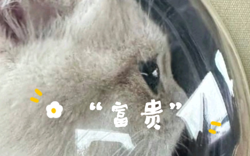 【贺峻霖】贺老师养猫猫了!“富贵”这名字一看就知道贺老师很专一,贺老师你是不是忘了名叫“富贵”的鹅了!!哔哩哔哩bilibili