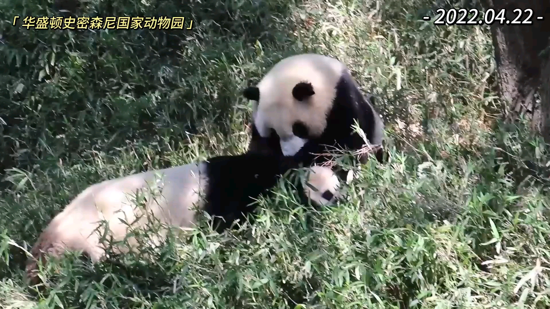 大熊猫美香.生气的麻麻香和小居居的掰头(二)