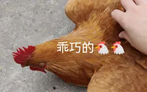 下载视频: 随叫随到的鸡