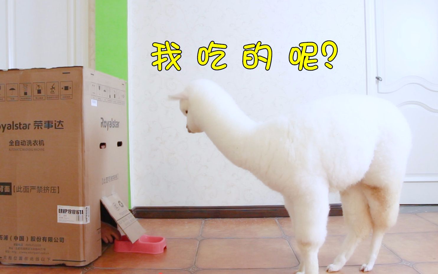 羊驼吃饭时突然食物消失会怎么样美美的反应太高冷