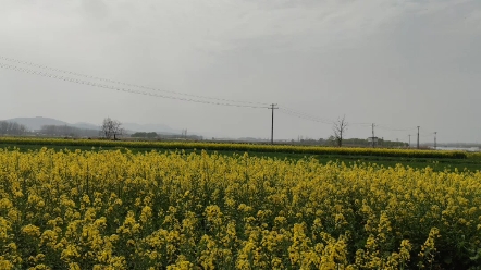 [图]淮河岸边看花开