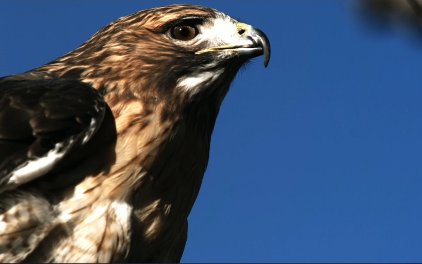 黄嘴红尾巴老鹰,我老实吃我的坚果没有错而你想吃我,看我怎挣脱