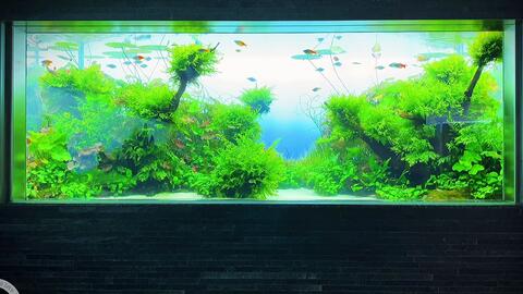 日本东京晴空塔水族馆ada水草缸 一 哔哩哔哩 日本东京晴空塔水族馆ada水草缸 一 哔哩哔哩