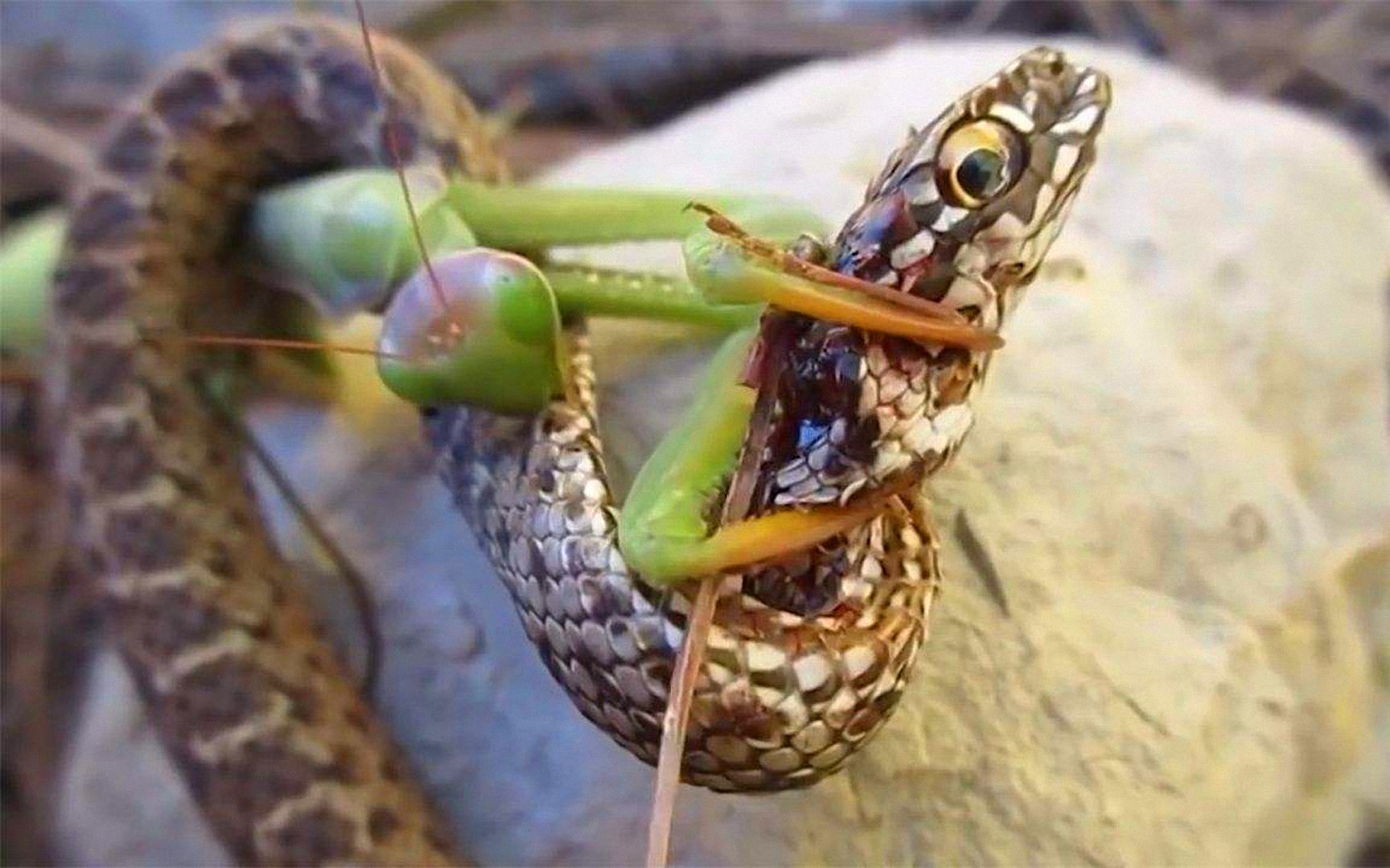 螳螂大战蛇图片
