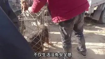 Download Video: 狗为什么越老越值钱？被偷走的狗下场如何？爱惜自己的宠物朋友！