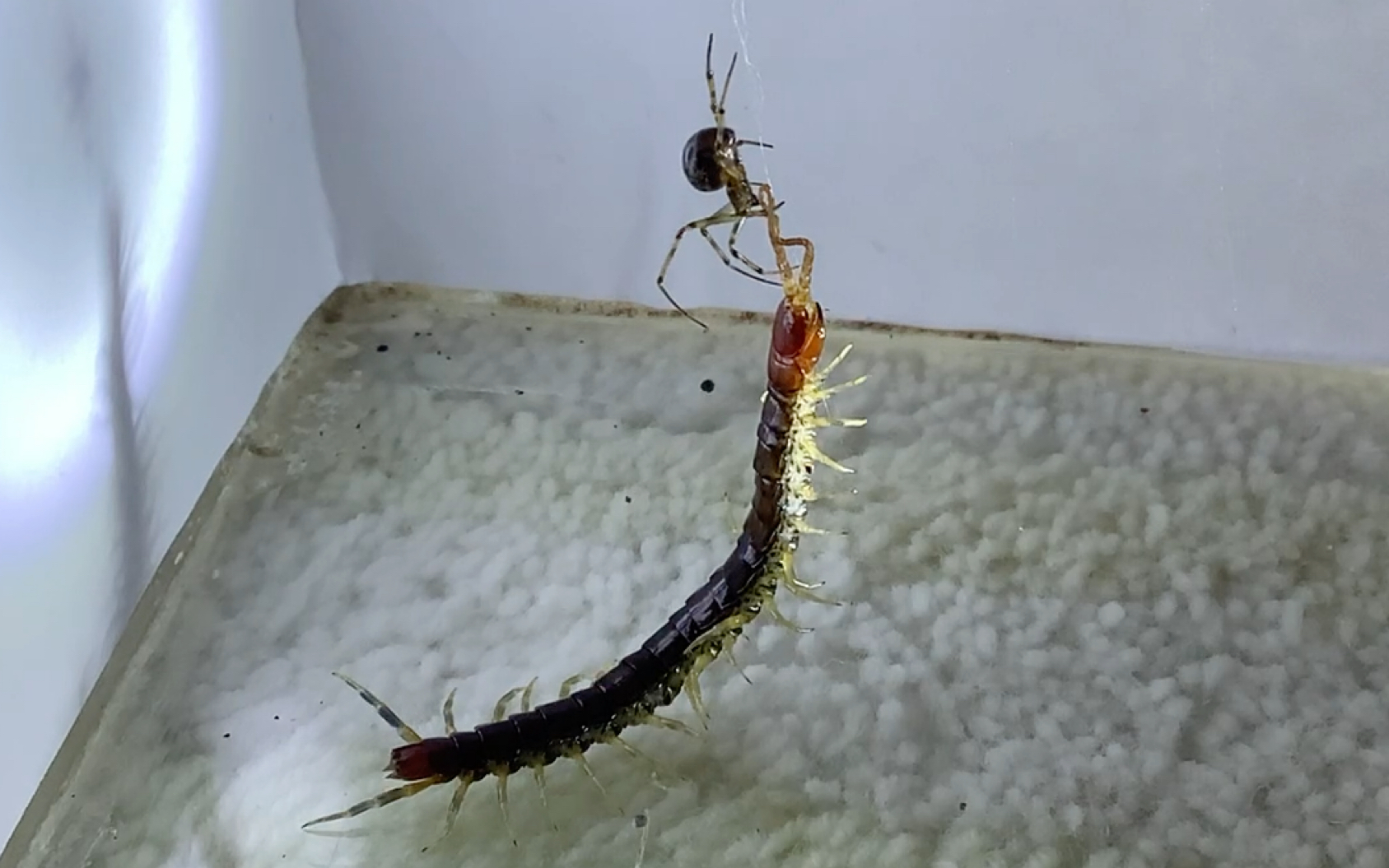 某球蛛越级吊杀尖盲蜈蚣