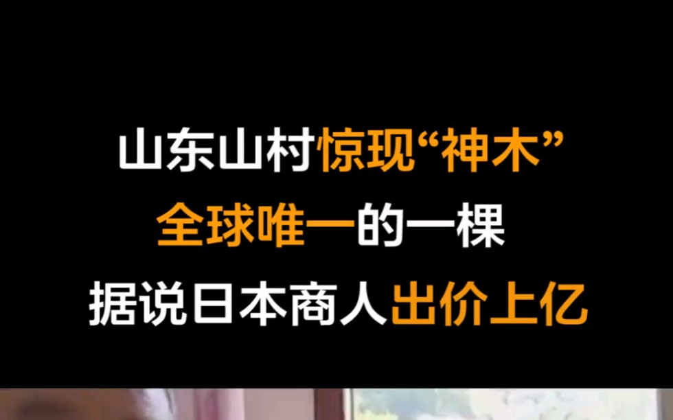 中国发现唯一一棵树种,日本商人花上亿购买,称是传说中的降龙木 #古树 #百年古树 #奇闻异事哔哩哔哩bilibili