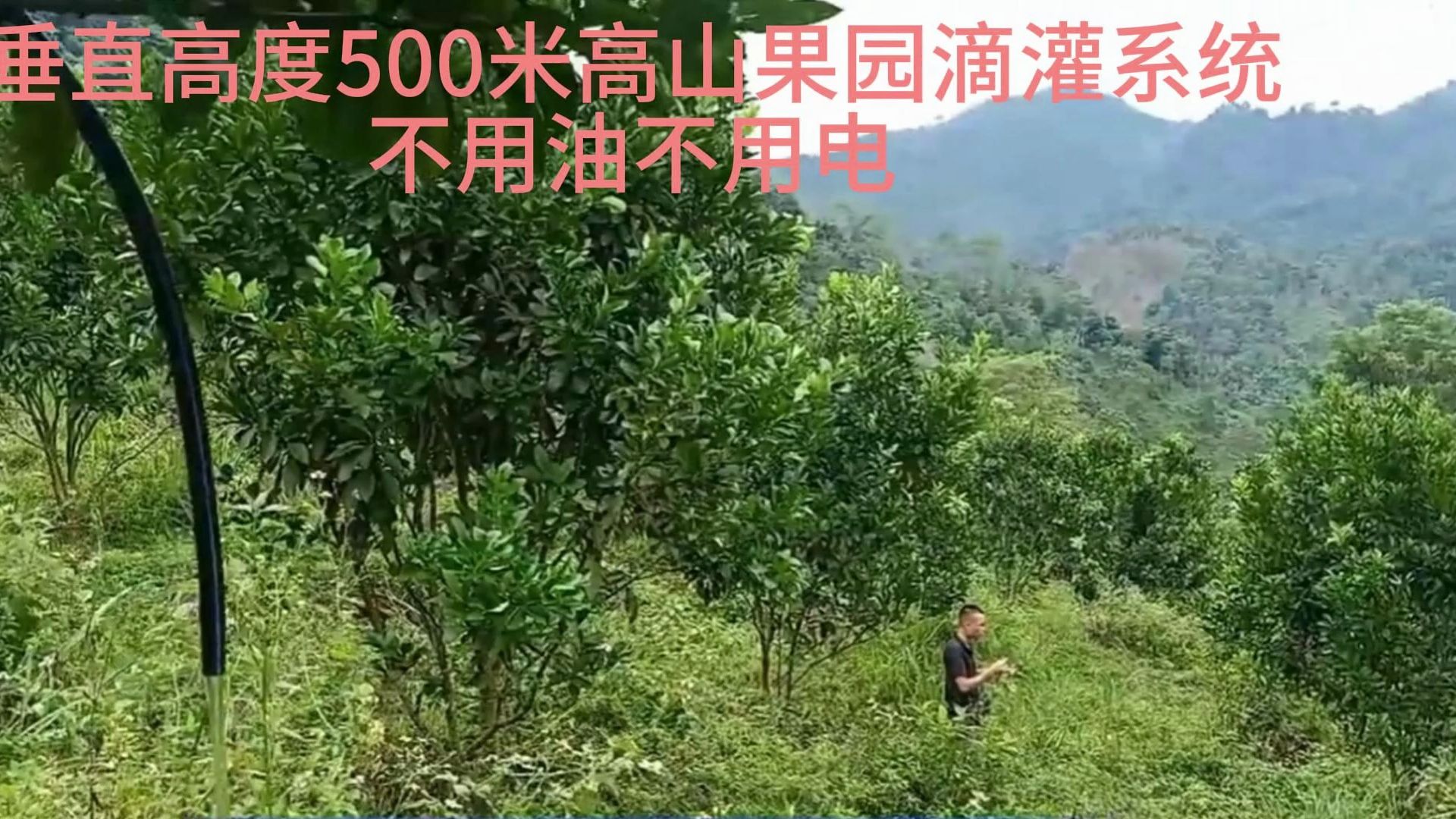 垂直高度500米高山果园滴灌系统不用油不用电哔哩哔哩bilibili