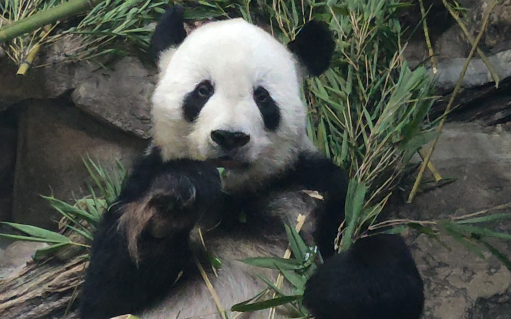 【大熊猫古古】闭馆前古大帅挑竹子吃20230710