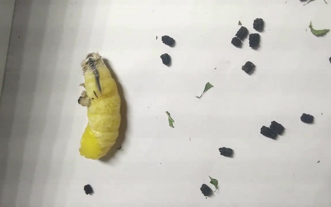 蚕宝宝化蛹全程