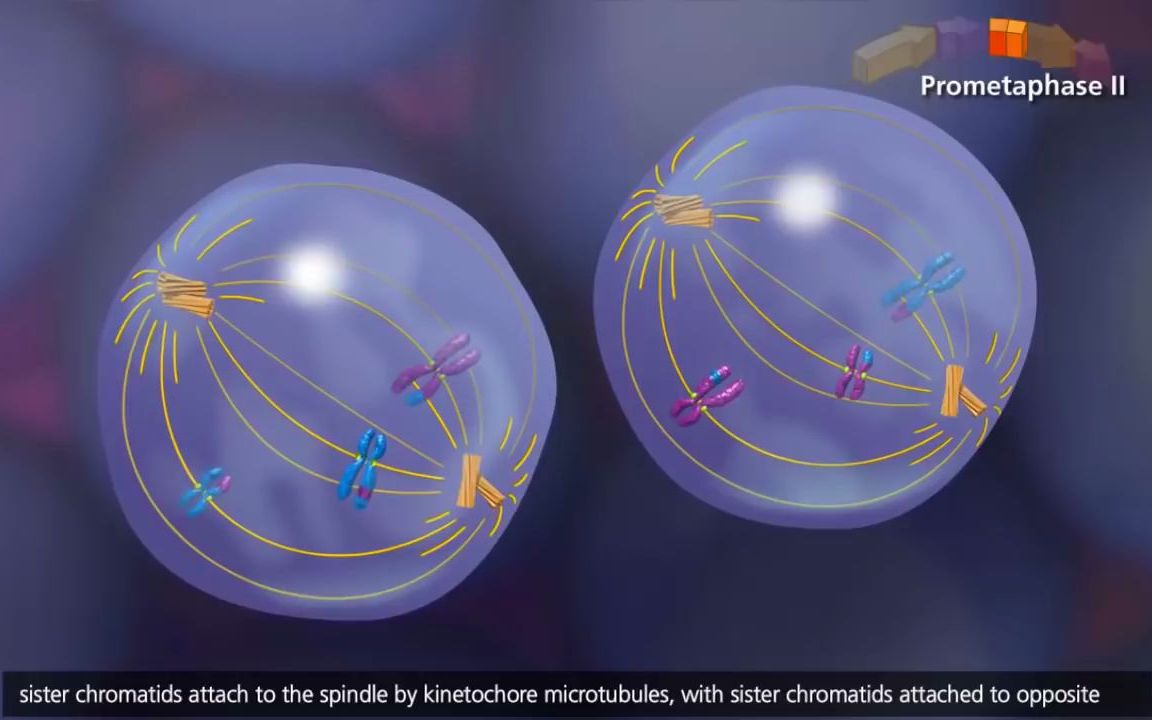 Meiosis(减数分裂)哔哩哔哩bilibili