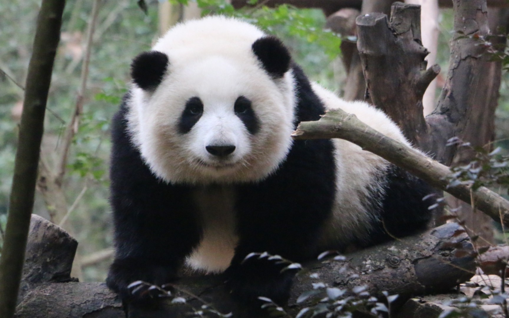 【大熊猫和花】