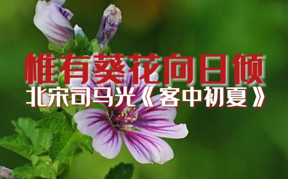 [图]惟有葵花向日倾 北宋司马光《客中初夏》