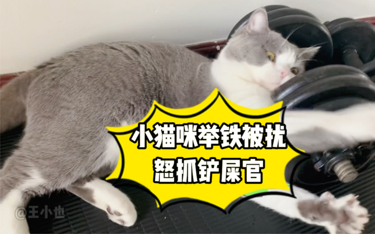 活动作品小猫咪举铁被扰怒抓铲屎官