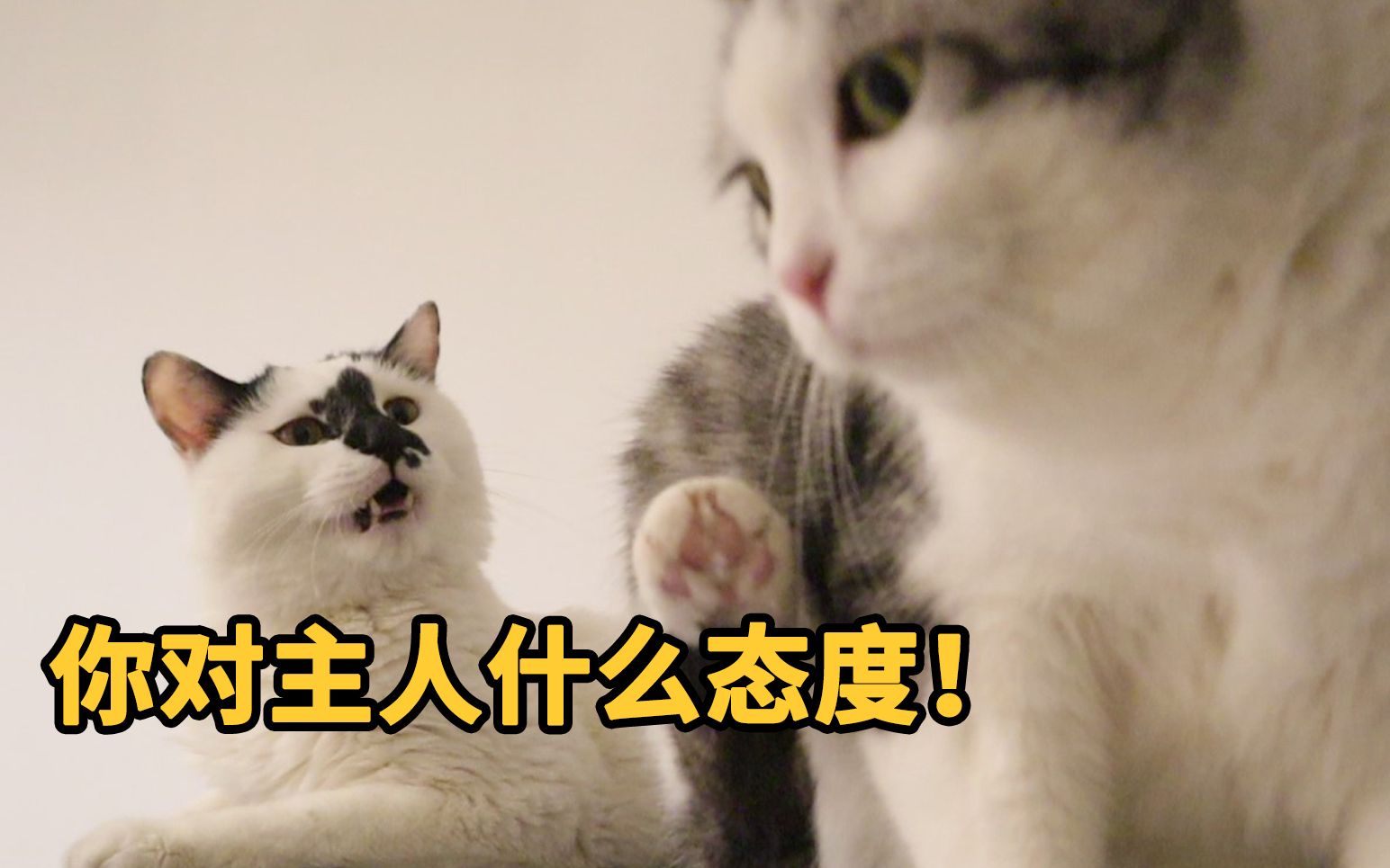 猫护起主来,真的会教育同类…哔哩哔哩bilibili