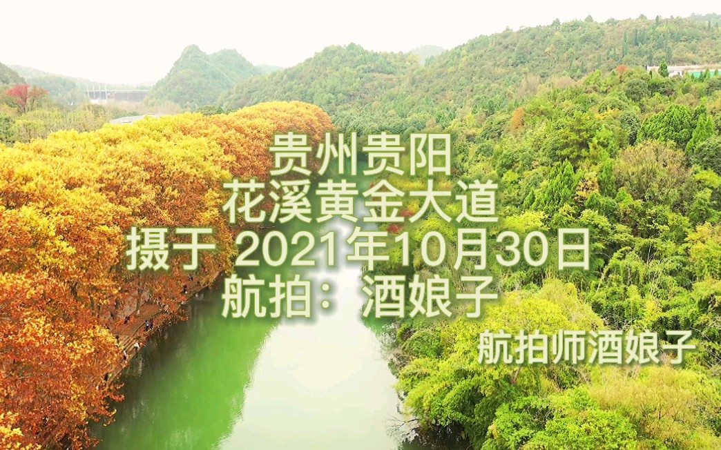 航拍贵州贵阳 花溪区 黄金大道公园 深秋法国梧桐金色层层哔哩哔哩bilibili