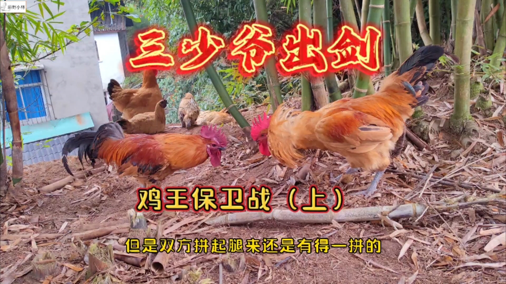 强势的黄金大公鸡闯入乌骨鸡领地,上演了一场激烈的鸡王保卫战